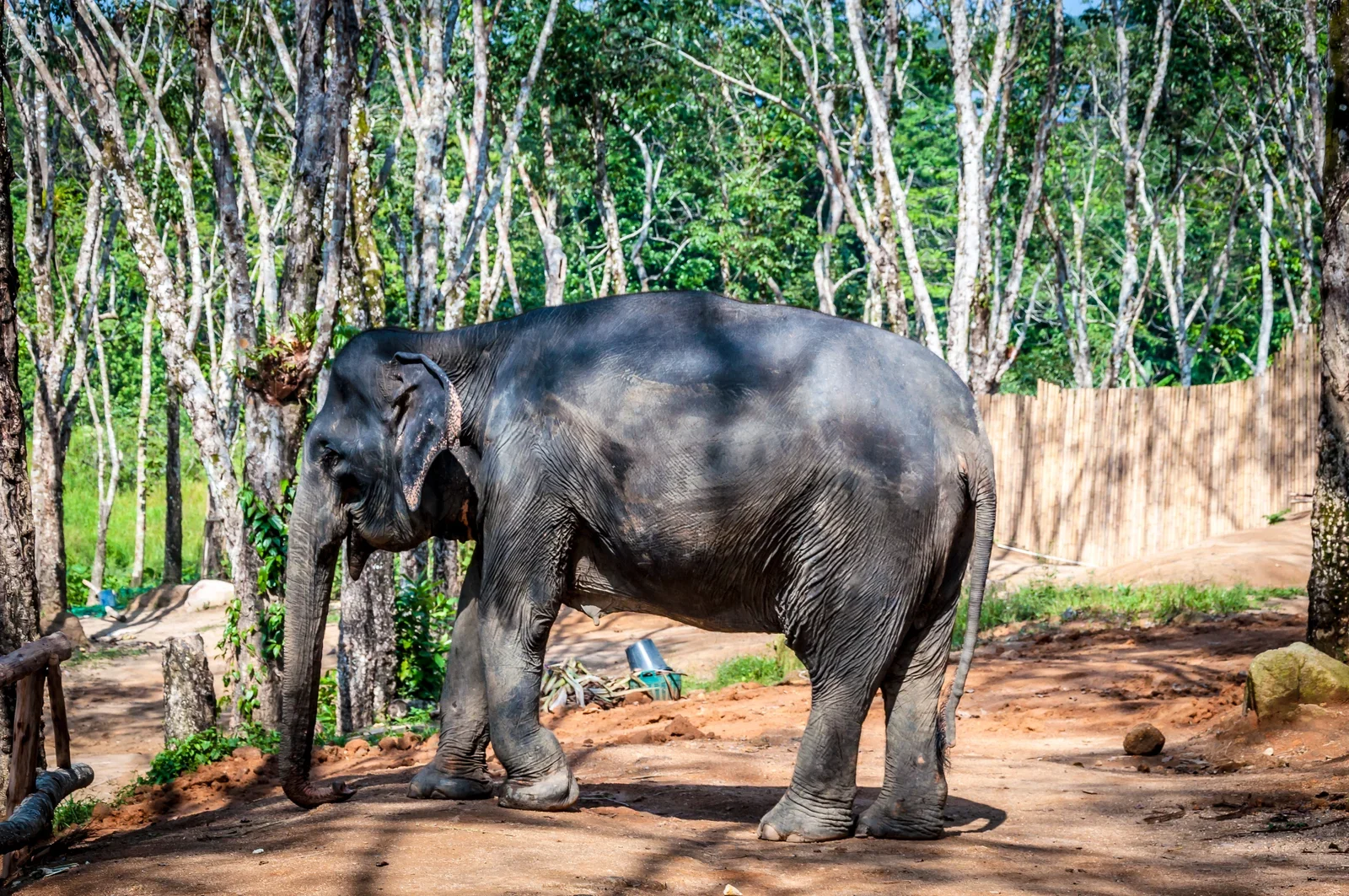 Слон стоит среди деревьев на территории Elephant Jungle Sanctuary в Таланге