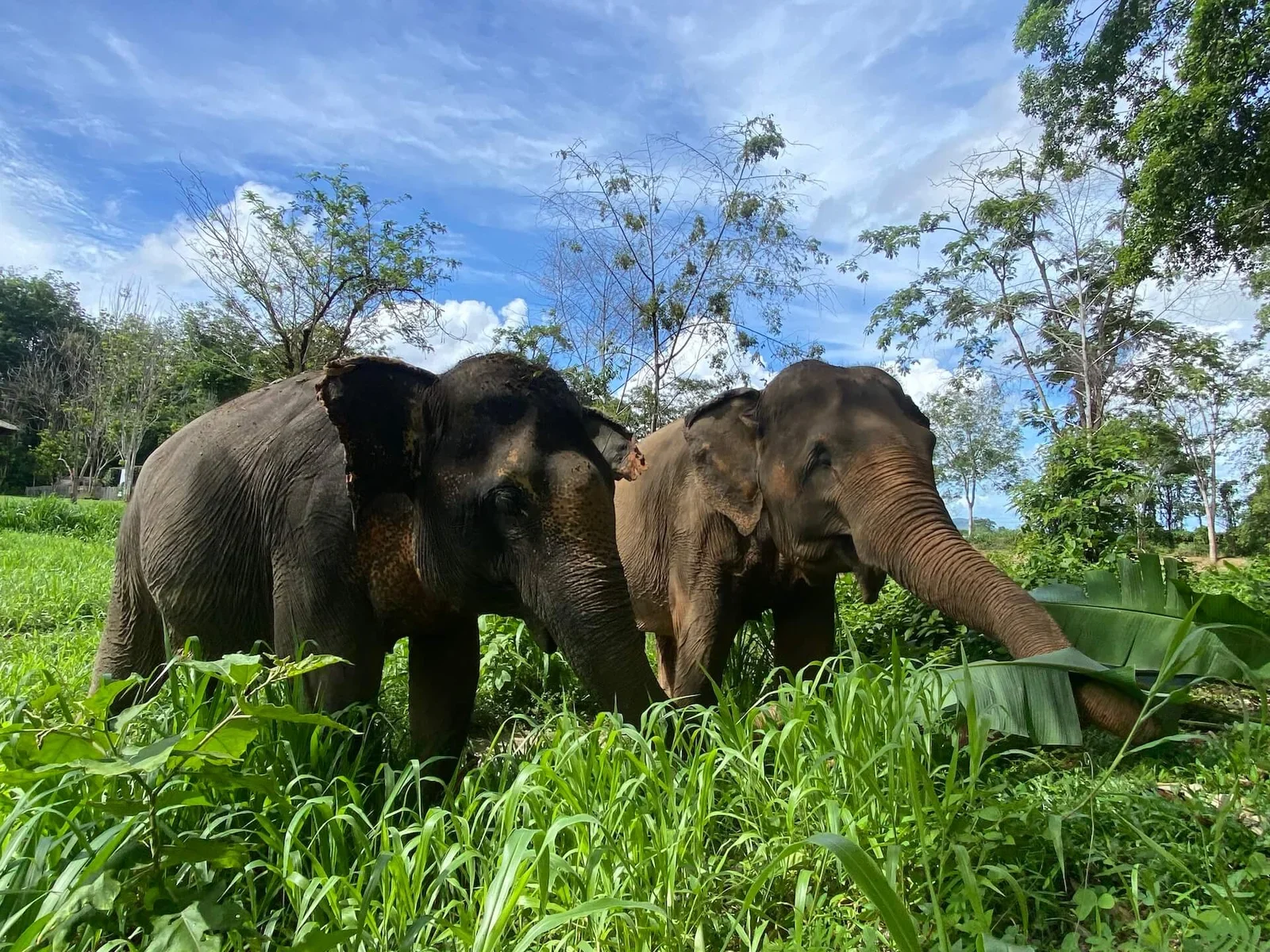 Два слона стоят рядом среди высокой травы Phuket Elephant Nature Reserve