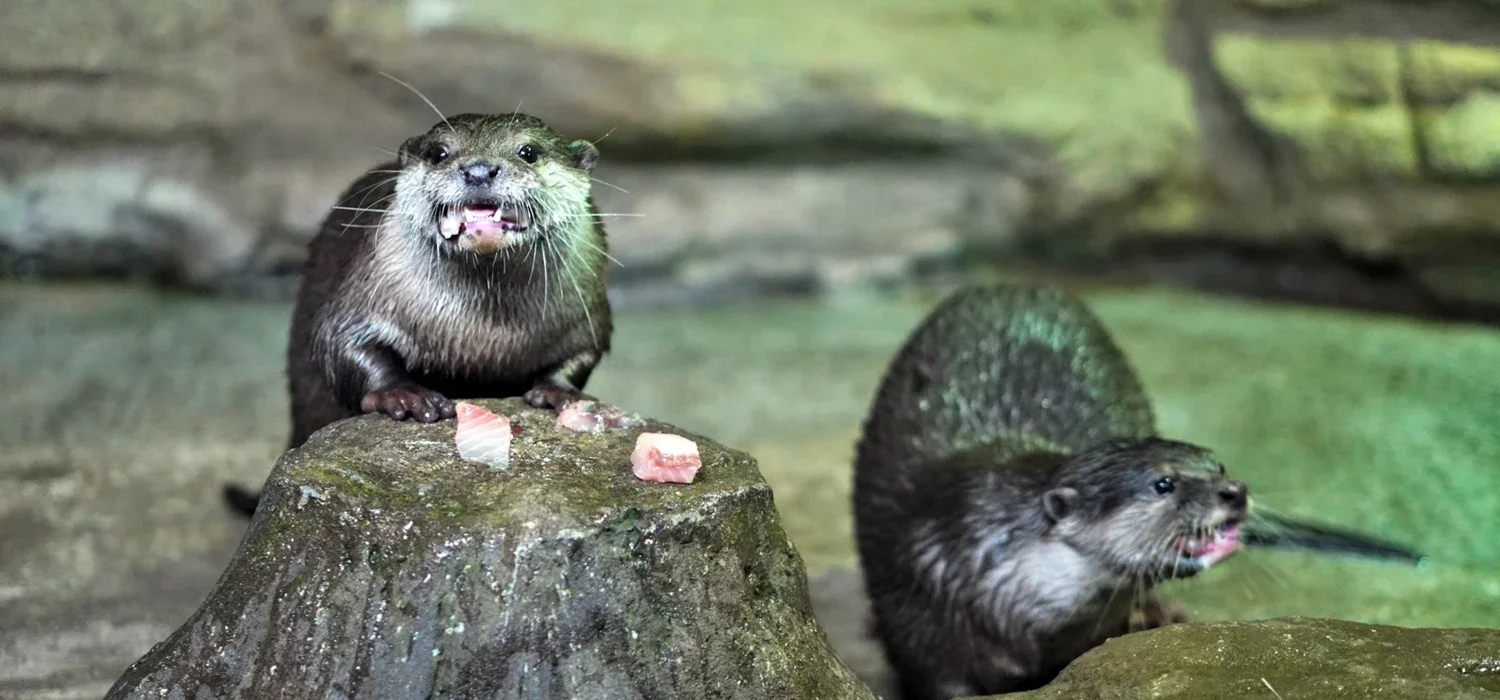 Две выдры возле камня с кормом в River Caves Aquaria