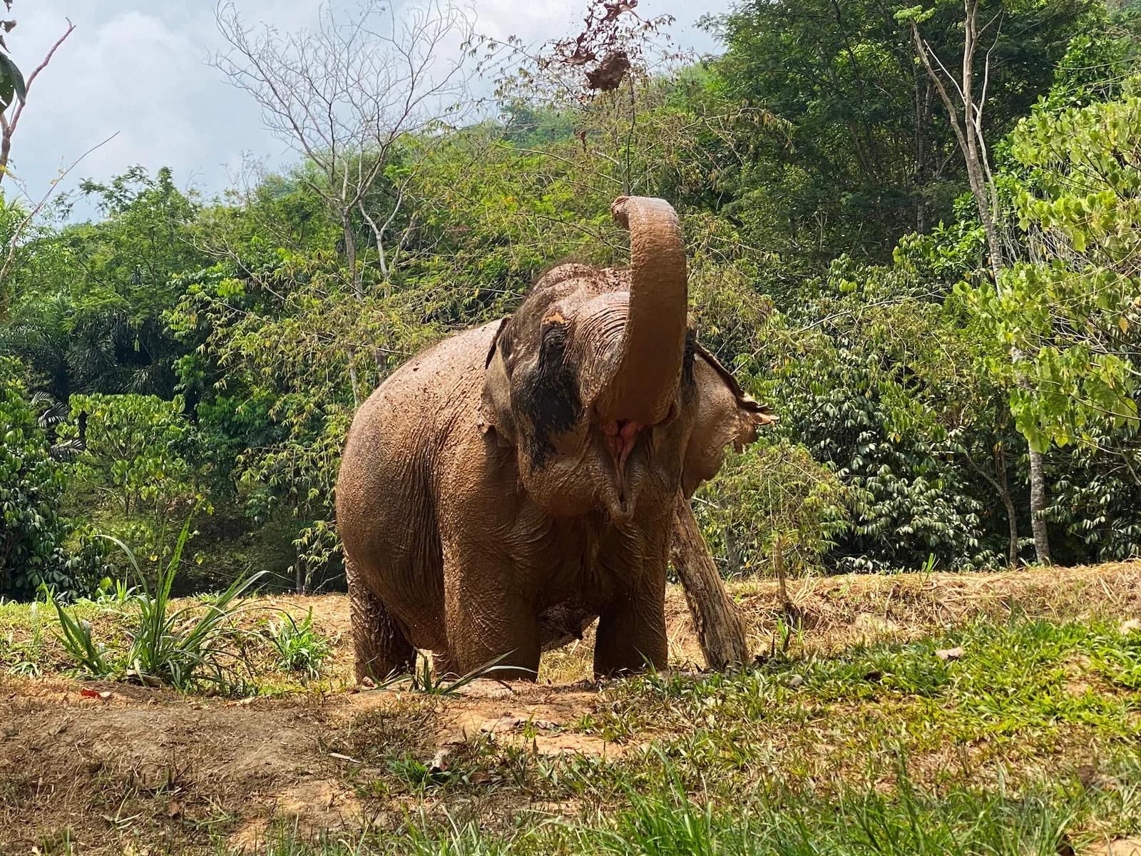 Слон стоит у леса Phuket Elephant Nature Reserve с поднятым хоботом