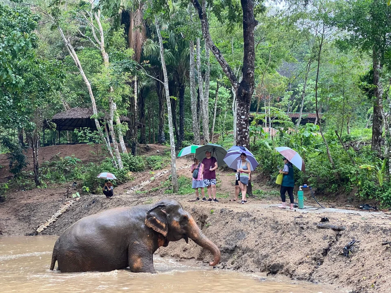 Слон сидит в пруду Phuket Elephant Nature Reserve, посетители смотрят на него с берега