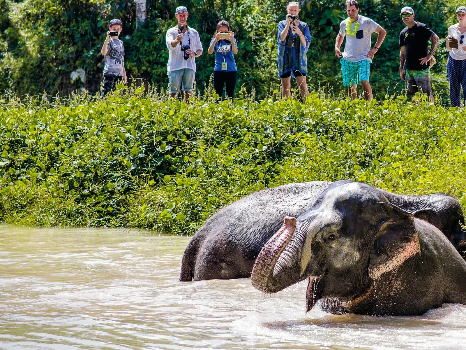 Слон купается в пруду Phuket Elephant Sanctuary, посетители наблюдают с берега