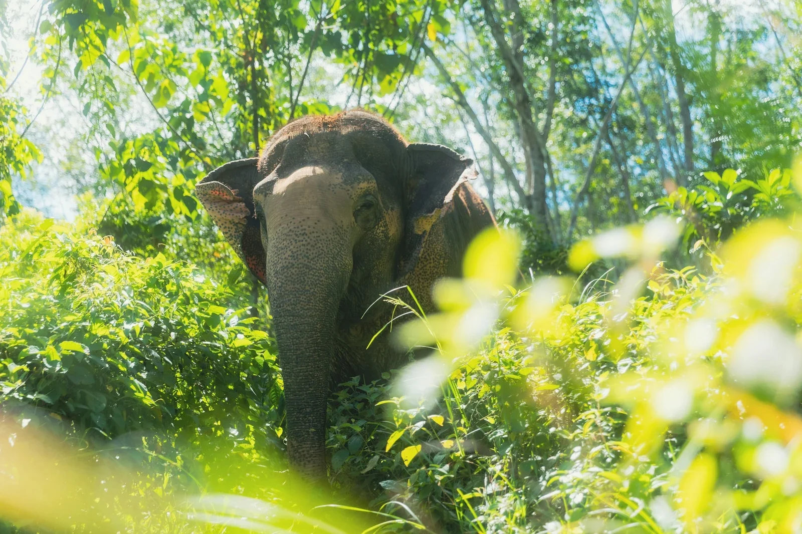 Слон смотрит из густой зелёной листвы в Phuket Elephant Sanctuary