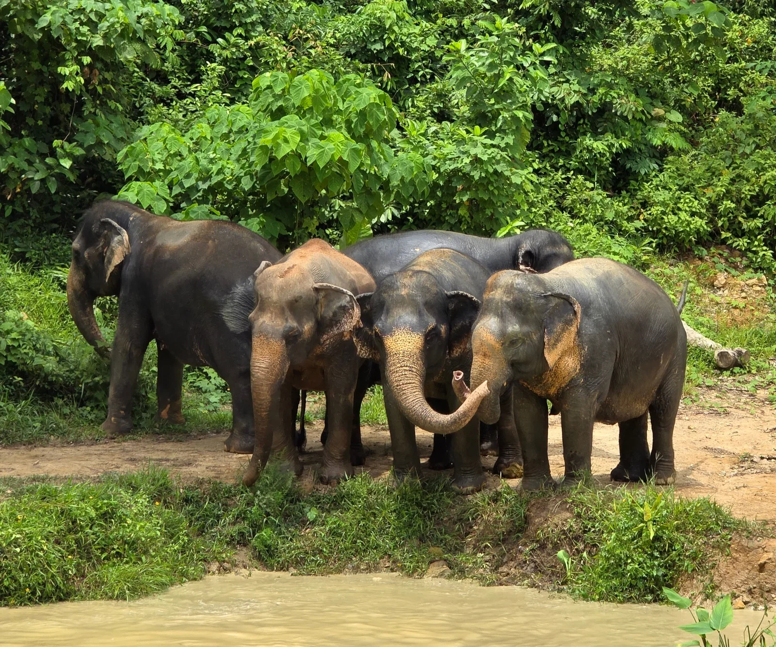 Четыре слона стоят вместе на лесной поляне Hidden Forest Elephant Reserve