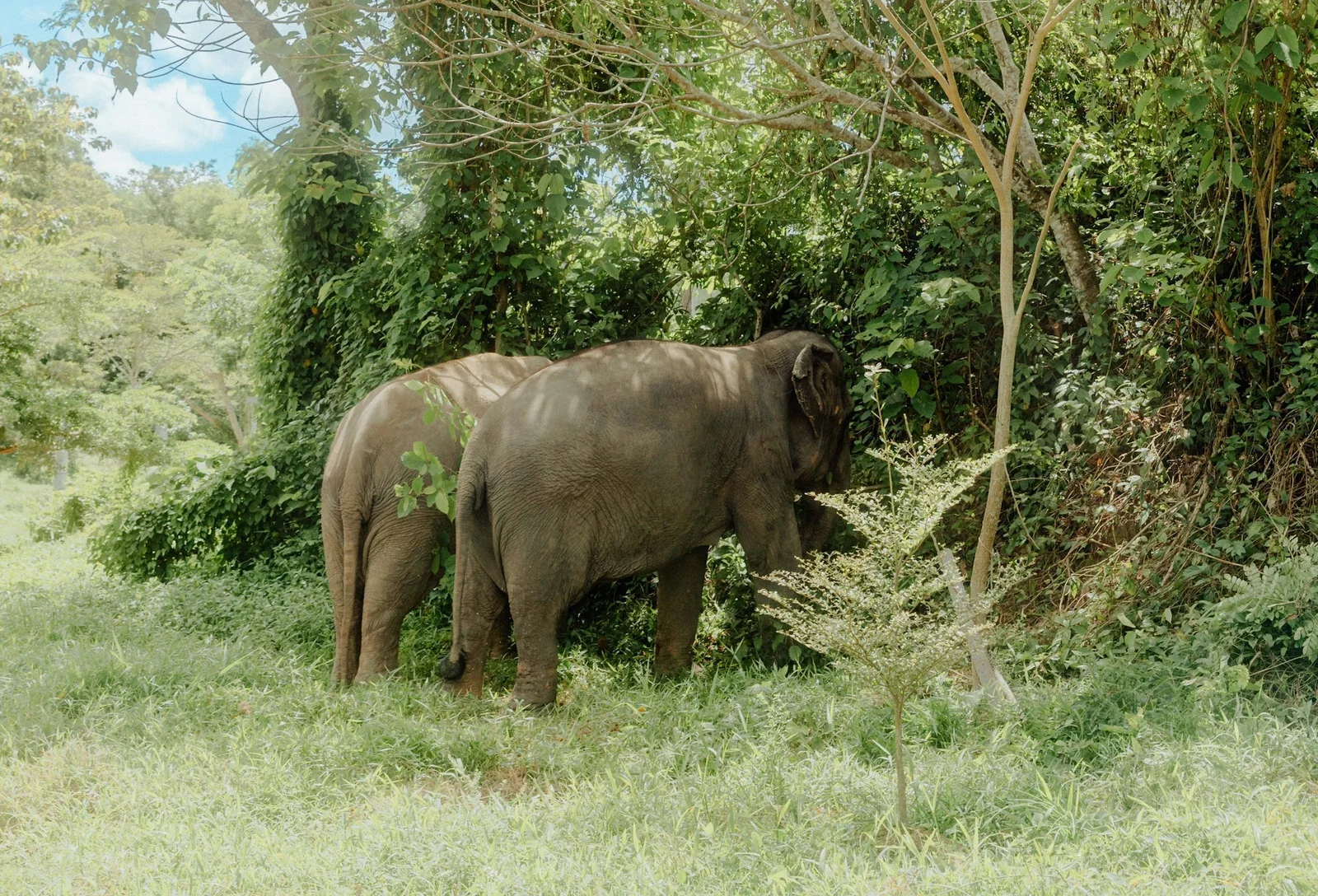 Два слона кормятся у деревьев в Phuket Elephant Sanctuary