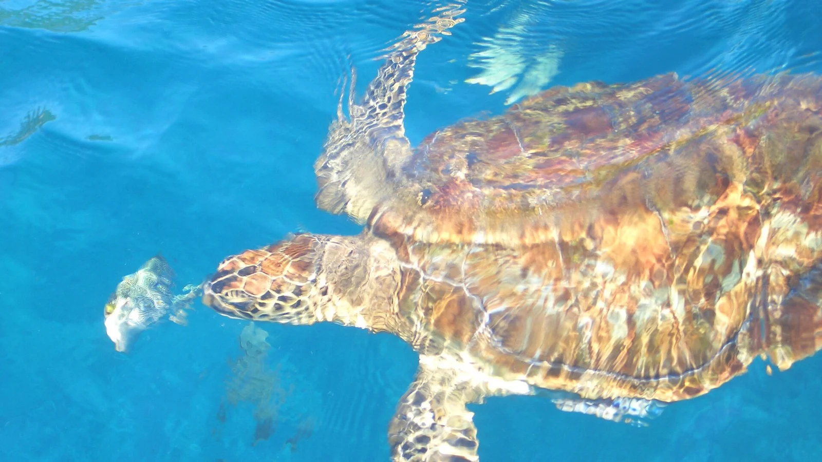 Морская черепаха плывёт в прозрачной воде у Симиланских островов