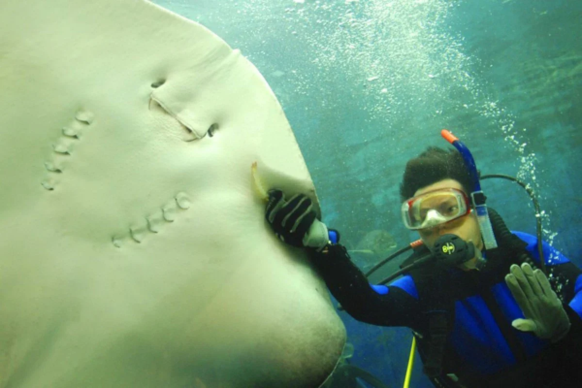Скат рядом с аквалангистом в резервуаре Phuket Aquarium