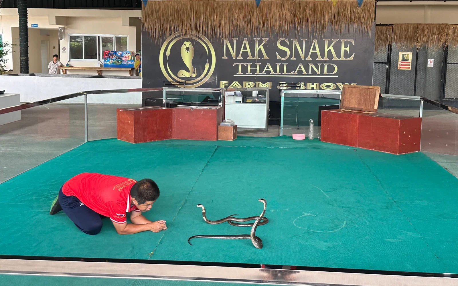 Сцена шоу Nak Snake Thailand с вывеской фермы, зелёной ареной и дрессировщиком на коленях перед двумя змеями на полу