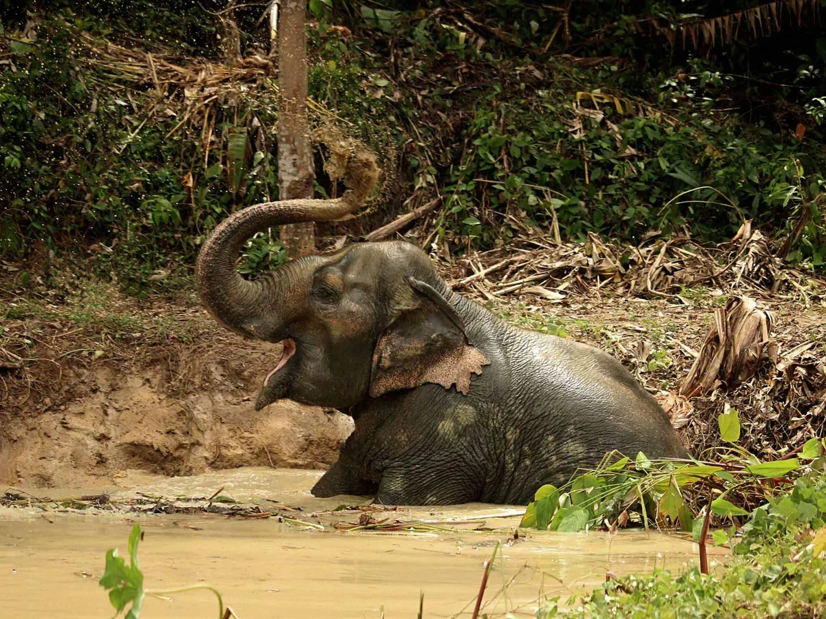 Слон купается в небольшом пруду среди деревьев Hidden Forest Elephant Reserve