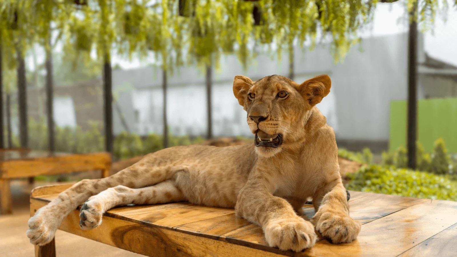 Молодой лев лежит на деревянной платформе под зеленью в вольере Lion Land Phuket