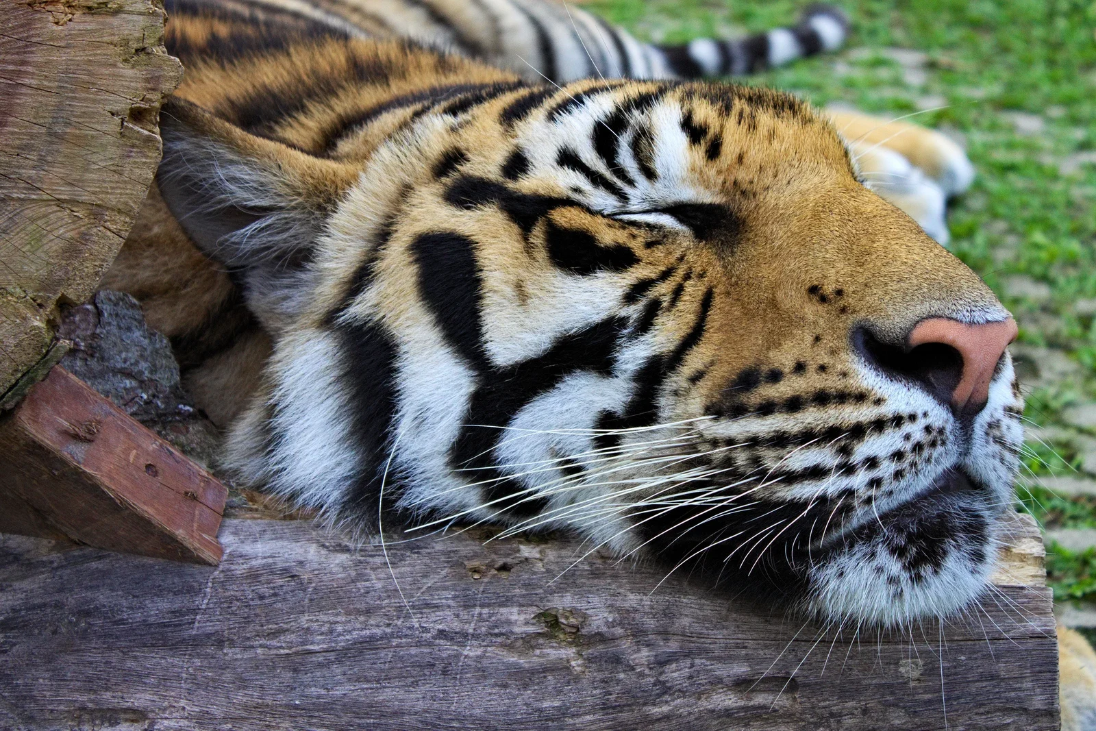 Спящий тигр с закрытыми глазами лежит на деревянном бревне в парке Tiger Kingdom на Пхукете