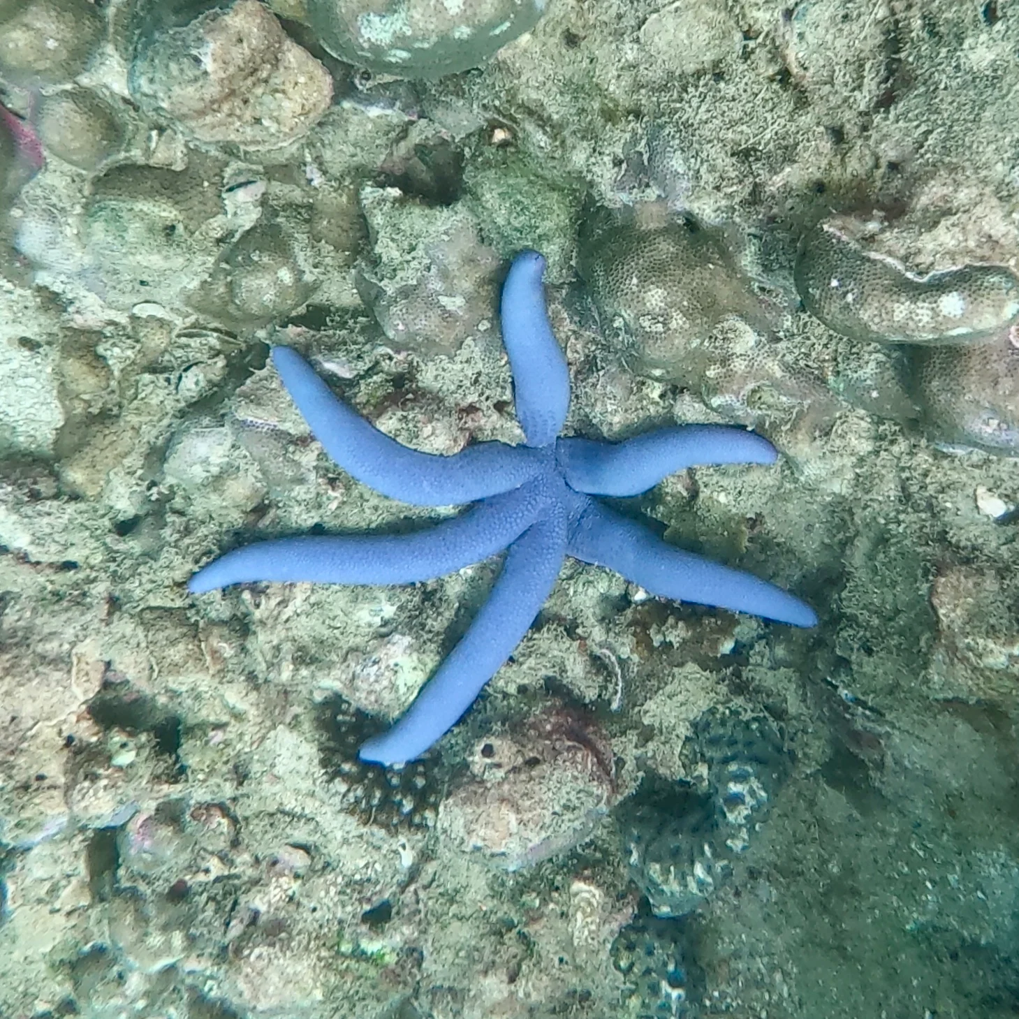 Синяя морская звезда на каменистом дне в воде возле пляжа Ао Сан.